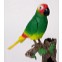 Hovoriaci papagáj  2v1